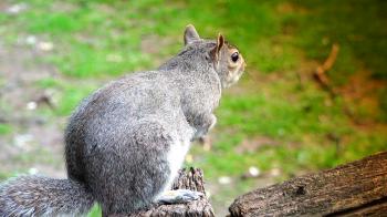 Eastern gray squirrel eating seeds in the park Stock Video Footage ...