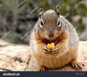 Squirrel Eating Cheese Stock Photo (Edit Now)- Shutterstock