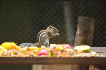 Squirrel eating