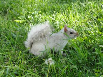 White squirrel encounter « ((little fat notebook))