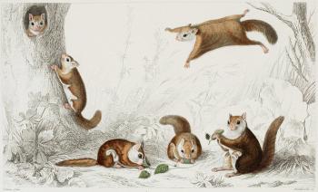 Flying Squirrel - Illustration by Edouard Travies -