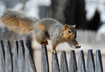 Photo of squirrel on fence HD wallpaper | Wallpaper Flare