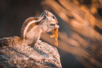 Squirrel on Rock Selective Focus Photography