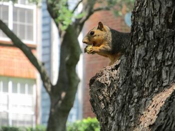 Squirrel on the tree