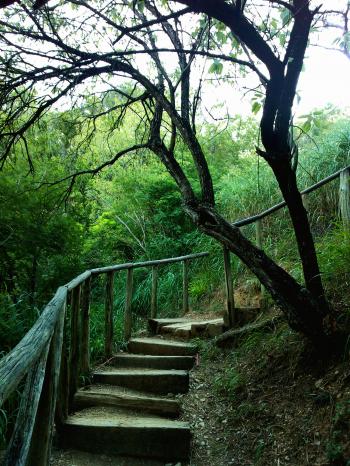 stairway in the woods