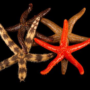 Starfish (Sea Stars) | National Geographic