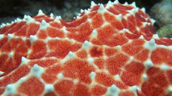 Underwater starfish, closeup video of a Cushion sea star, Oreaster ...