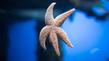 Starfish Closeup
