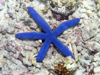 Starfish in the Bottom of the Ocean