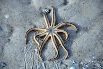 Starfish trapped on the sand, Florida, J