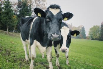 Free Images : grass, field, farm, meadow, animal, herd, farming ...