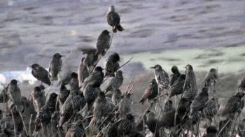 Starlings Coming To Roost - Starling Murmuration in Cornwall England ...
