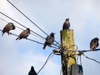 Starlings roosting