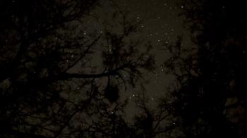 Stars Through Tree Tops Stock Video Footage - Videoblocks