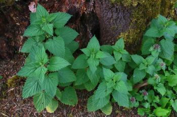 Wild Foraging: How To Identify, Harvest, Store and Use Stinging ...