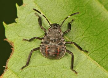 Brown marmorated stink bug - Wikipedia