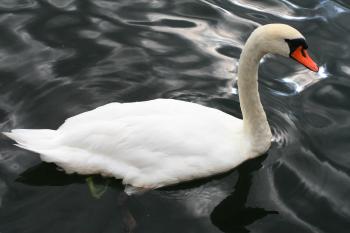 Stockholm  Swan