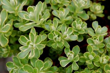 Variegated Orange Stonecrop - Monrovia - Variegated Orange Stonecrop