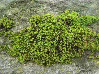 Stone moss