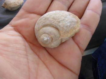 Stone Shell