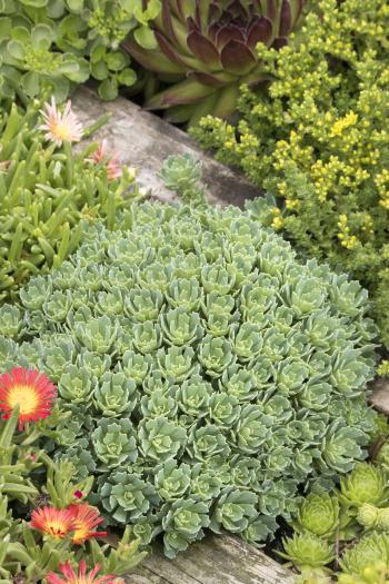 Gray Stonecrop - Monrovia - Gray Stonecrop