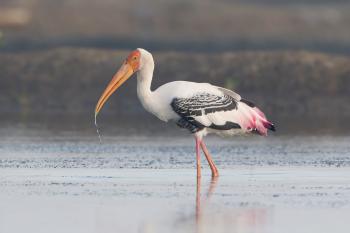 Stork - Wikipedia