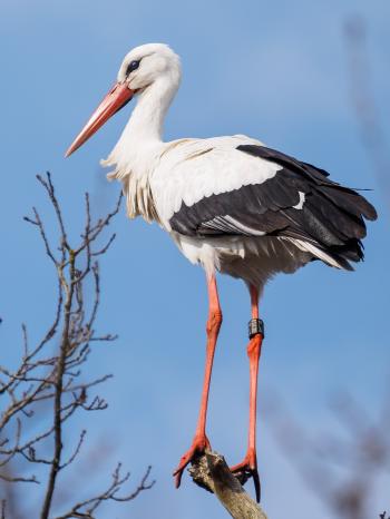 White stork - Wikipedia