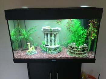 Strange cardinal tetra behaviour | 232916