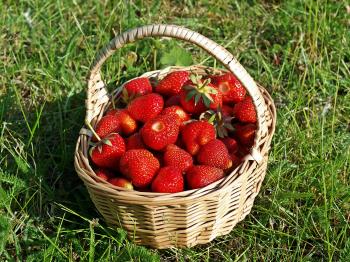 Strawberries in a Basket