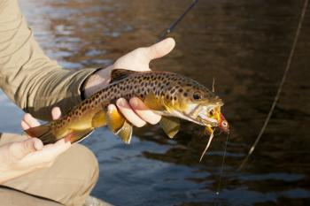 Lake Taneycomo Fly Fishing Report March 14 2012