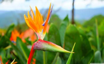 Strelitzia Reginae Flower - Thiên điểu ❤ 4K HD Desktop Wallpaper ...