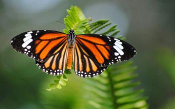 Striped Tiger (danaus Genutia) Desktop Wallpaper Hd For Mobile ...