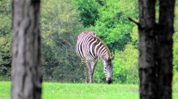 Sherry Boas finds zebras in nearby Oakland - Orlando Sentinel