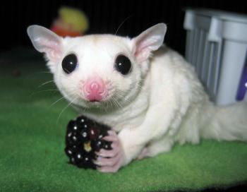 Leucistic or BEW (Black-eyed White) Sugar Glider eating a berry ...