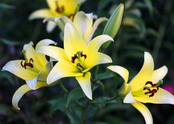 Summer Blooms on Sunday | Edward Byrne: Photography Journal, 2013