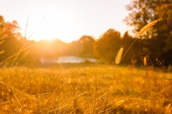 Have you heard about Summerfield Farms? | Fresh.Local.Good. food group