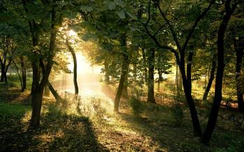 Summer forest / 2560 x 1600 / Forest / Photography | MIRIADNA.COM