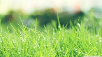Summer Grass, Close Up ❤ 4K HD Desktop Wallpaper for 4K Ultra HD TV ...