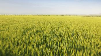 Summer Nature Landscape Field Wheat Sunset Green Agriculture Grass ...