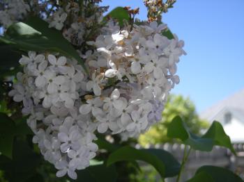 Summer Lilacs