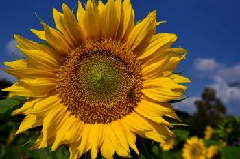 Free picture: sunflower, flower, summer, plant, field, agriculture ...