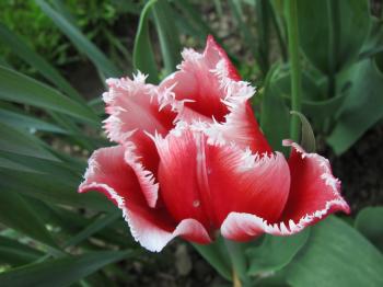 Summer Tulip Flower