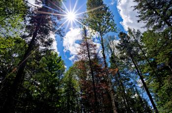 File:A few trees and the sun (6009964513).jpg - Wikimedia Commons