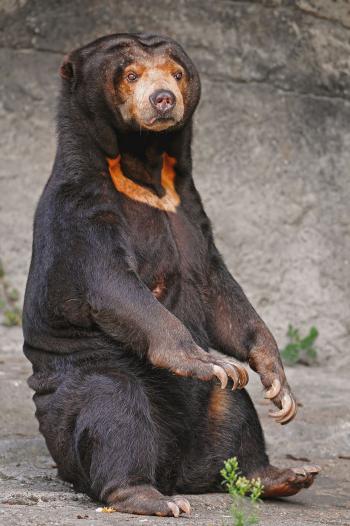 Sun bear - Wikipedia