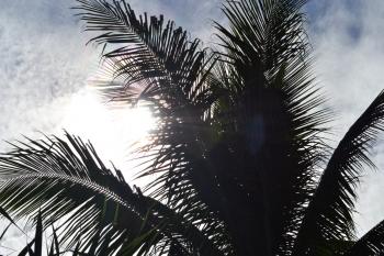 Sun Behind Coconut Leaves
