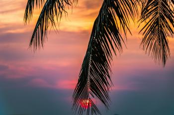 Sun Covered With Coconut Tree during Sunrise