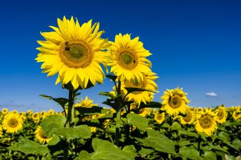 Flowers: How Do They Move? | Time