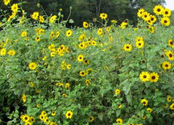 Beach Sunflower (Cucumber-Leaf) Sunflower, 1 g : Southern Exposure ...
