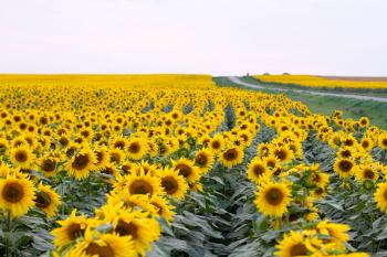 sunflower | ferrebeekeeper