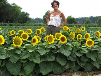 Short Stuff Sunflower, 2 g : Southern Exposure Seed Exchange, Saving ...